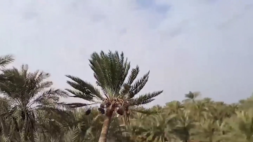 نشطاء محليون في المناطق الزراعية المحيطة بالعاصمة بغداد يتهمون الجهات الحكومية بالتواطؤ عن عمليات التجريف التي تتعرض لها بساتين النخيل (تقرير صوتي)