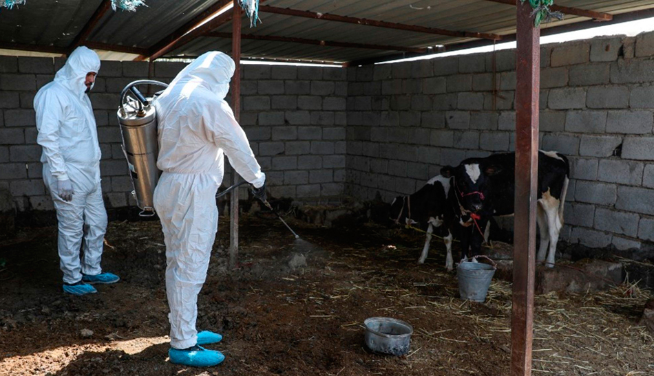 الصحة تسجل 48 إصابة بمرض الحمى النزفية في عموم البلاد من بينها اربع حالات وفاة