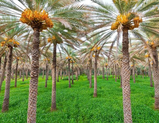الزراعة تعلن عن خططها لتطوير المختبرات الإنتاجية الخاصة بالنخيل النسيجي في البلاد