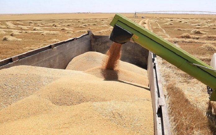 التجارة: موسم تسويق الحنطة في محافظات الوسط والجنوب اكتمل بنجاح