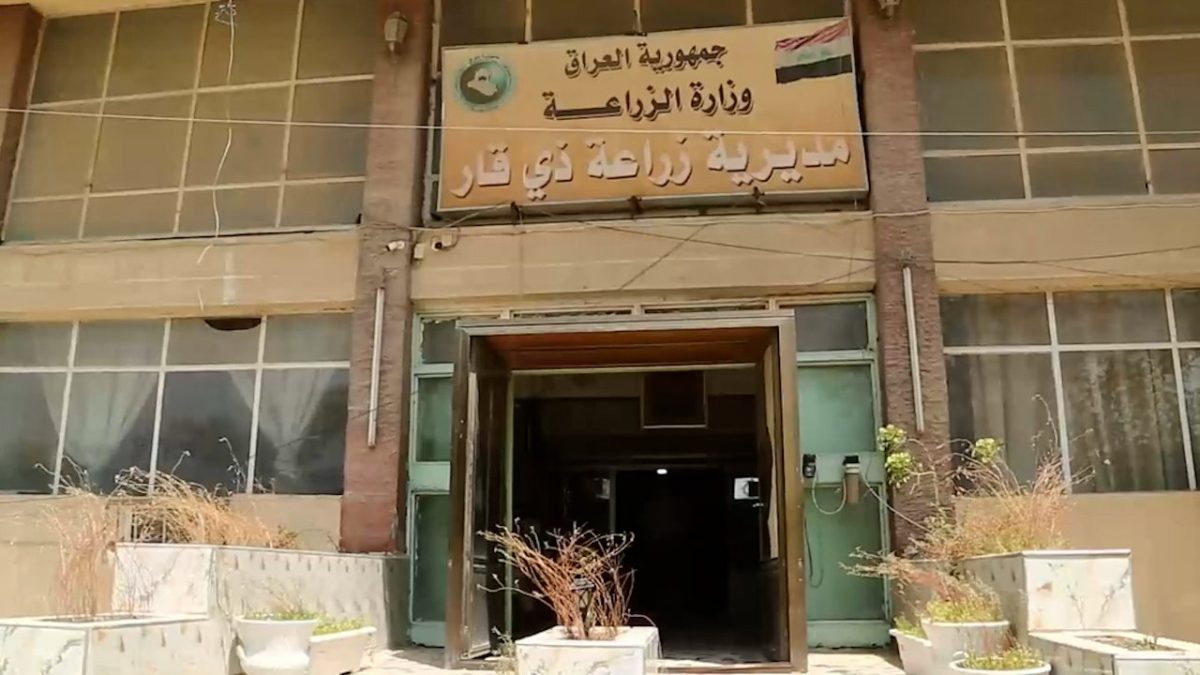 زراعة ذي قار تكشف عن تفاصيل خطتها للمحاصيل الصيفية للموسم الحالي