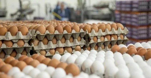 توقعات بإنخفاض أسعار بيض المائدة بعد قرار فتح الإستيراد