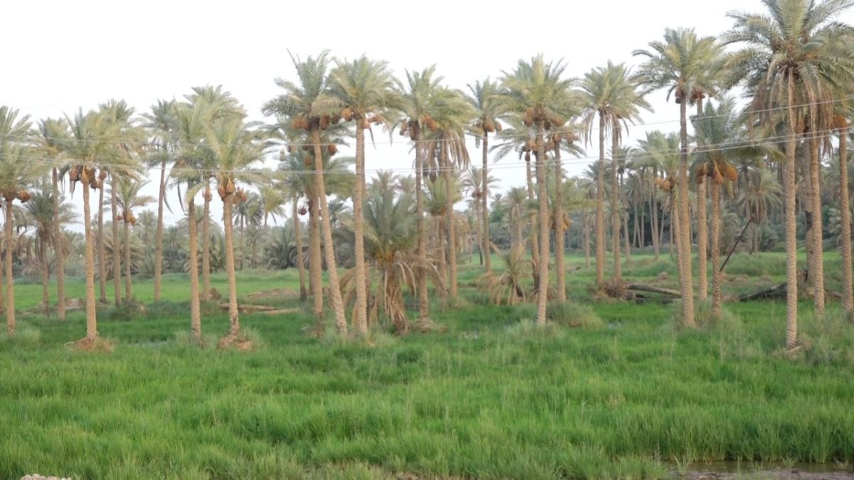 محافظة الديوانية تنتظر الخطوات الفعلية لقرار جعلها عاصمة العراق الزراعية