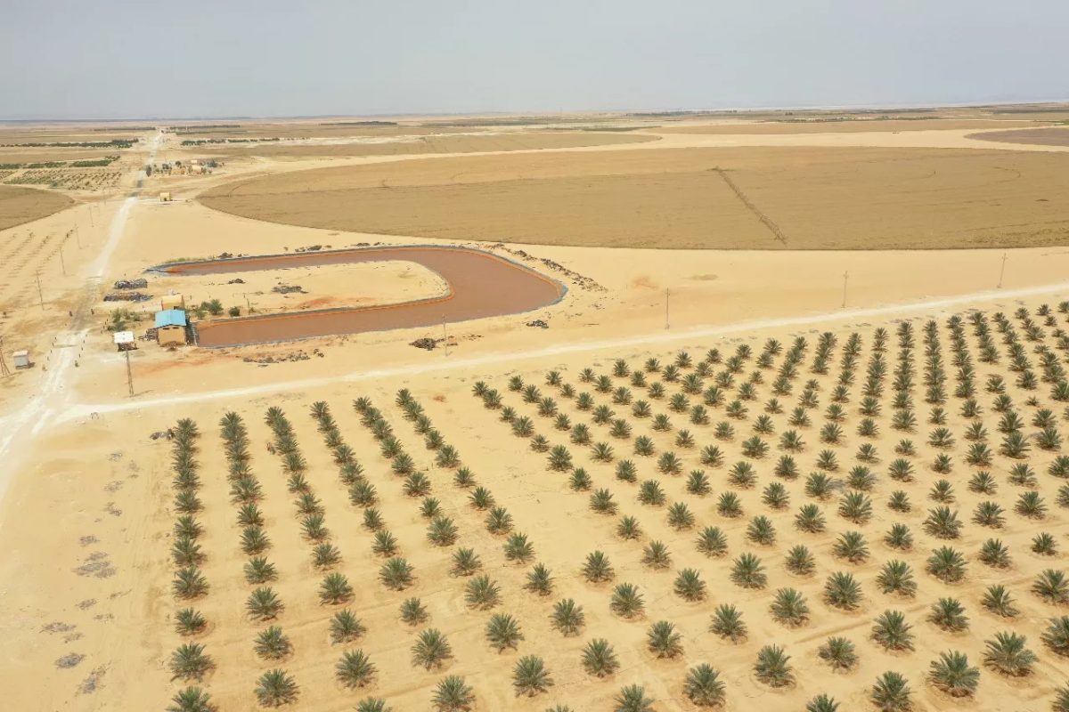 وزارة التجارة تعلن عن خطة لإستثمار الأراض الصحراوية وتحويلها لإراض زراعية