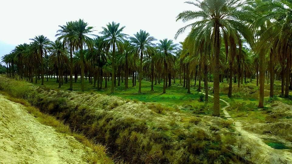وزارة الزراعة تؤكد مواصلة حملاتها لدعم القطاع الزراعي