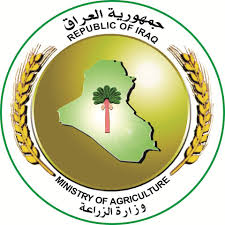 الزراعة تكشف عن خطتها للتوسع بزراعة الحنطة للموسم المقبل