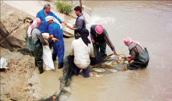 (تقرير صوتي ومصور) بحيرات الاسماك المنتشرة في بحر النجف تعد احد الروافد الاقتصادية التي تزود المحافظات بالثروة السمكية