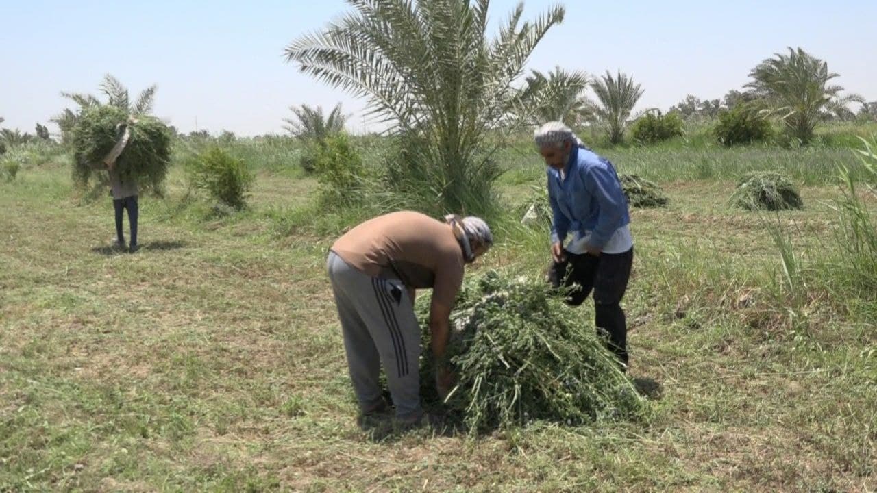 المثنى : شكاوى من رفع أسعار الاعلاف نتيجة للغياب الحكومي