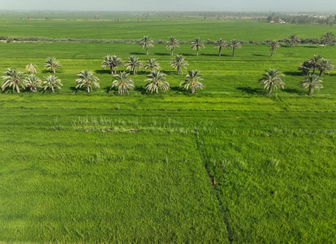 وزارة الزراعة تحدد مسار الموسم الشتوي المقبل وفقا للخزين المائي