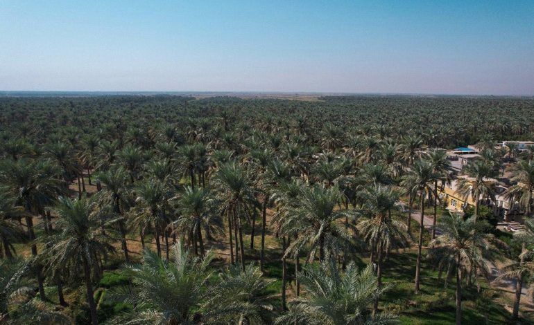 مديرية زراعة الديوانية تؤكد خلو المحافظة من الإصابة بسوسة النخيل الحمراء