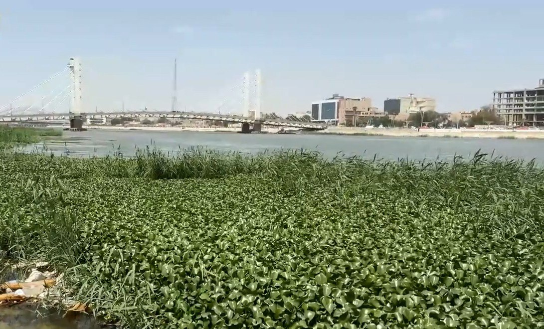 الموارد المائية في ذي قار تطلق حملة كبرى لرفع نبتة النيل من نهر الفرات