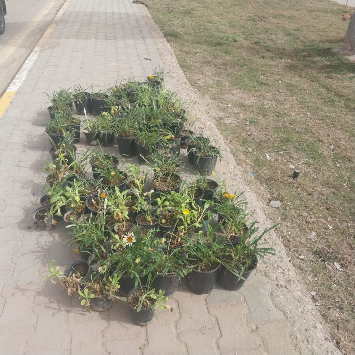 بيئة المثنى تواصل حملاتها للتشجيروزيادةِ الغطاءِ النباتيِّ في المحافظة