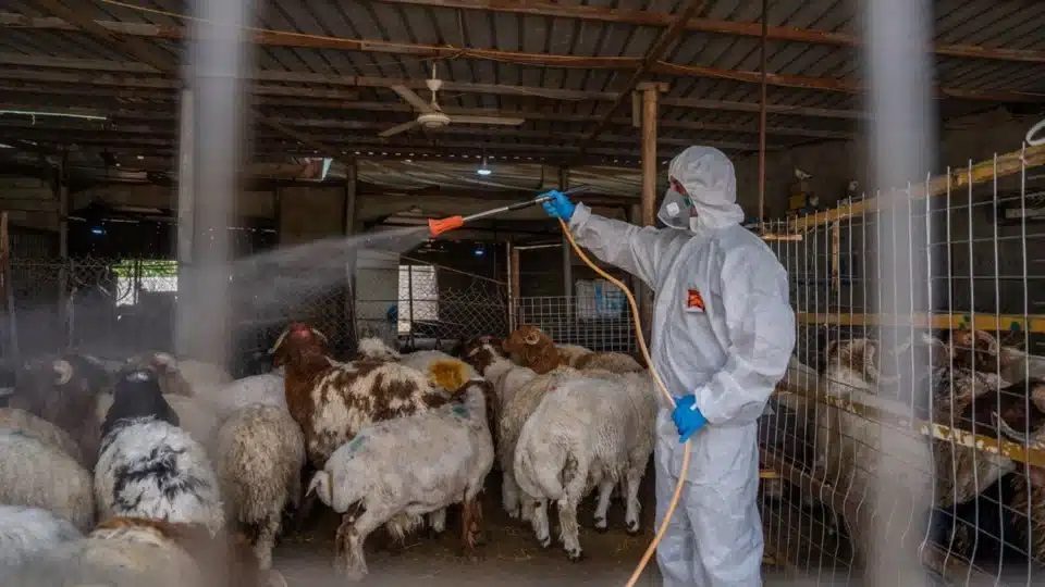 المستشفى البيطري في محافظة ذي قار يطلق تحذيرا عاجلا بشإن الواقع الوبائي بالمحافظة