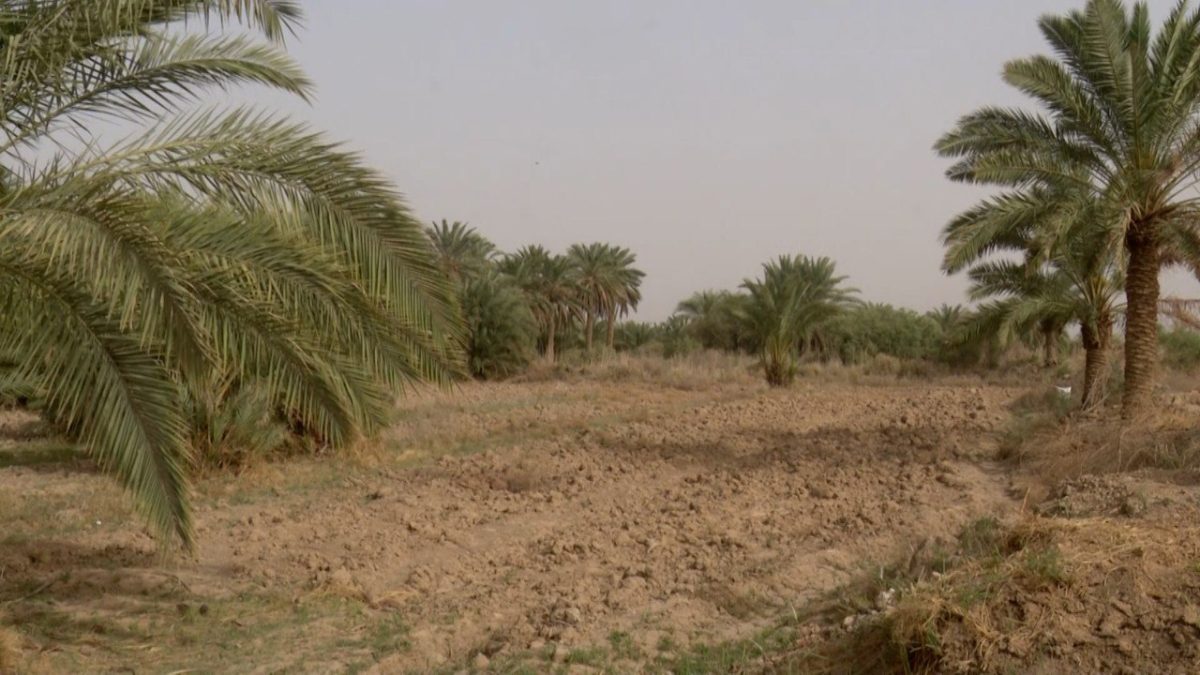 ذي قار .. تراجع في جودة إنتاج التمور بسبب الآفات الزراعية التي تصيب النخيل