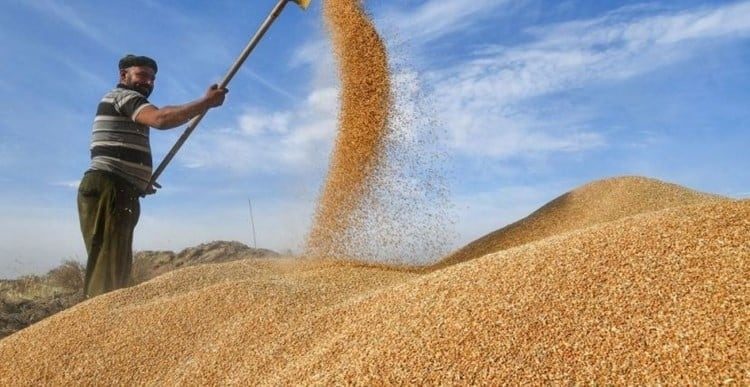 الشركة العامة لتجارة الحبوب تطلق مبلغ 350 مليار دينار من مستحقات الفلاحين