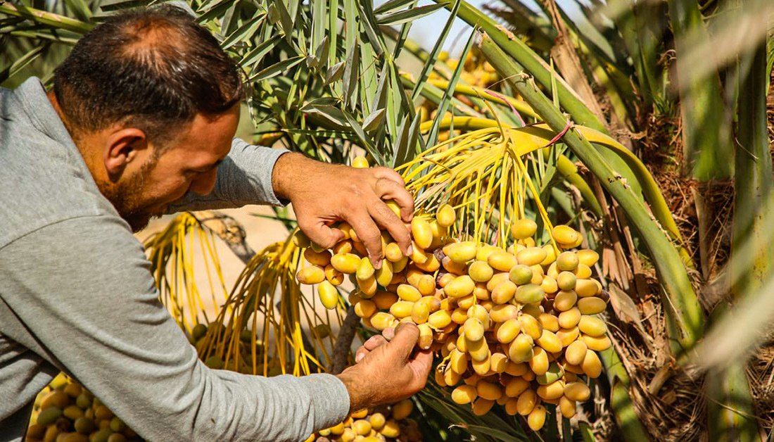 لأكثر من تسعين صنفا من النخيل .. الهيئة الزراعية بالعتبة الحسينية تعلن زيادة إنتاج التمور في مزرعة فدك إلى (أربعمائة) طن خلال هذا العام