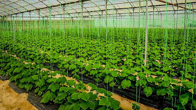العتبة الحسينية تعلن عن توسع مشاريعها الزراعية بالتعاون مع المعامل الدولية