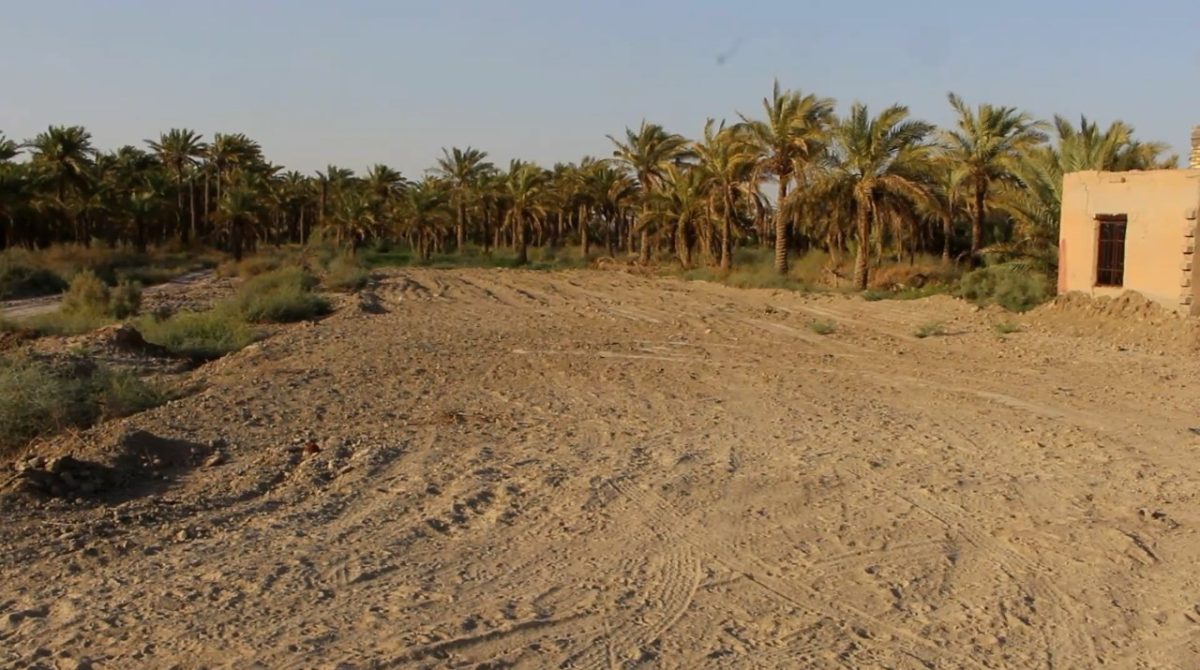 وزارة الزراعة تعلن عن ثلاثة تشريعات تمنع تجريف البساتين وإزالة الأشجار
